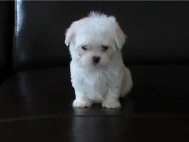 PRECIOSOS CACHORRITOS DE BICHON MALTES