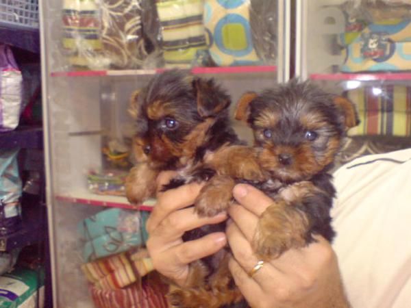 PRECIOSOS CACHORROS DE YORKSHIRE, 450 EUROS