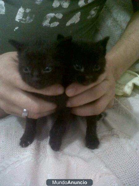 preciosos gatitos