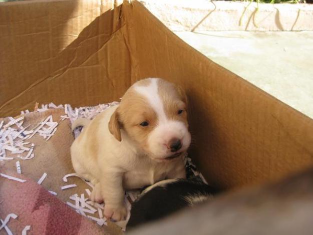 ronda, cachorrita cruce bodeguera en adopción