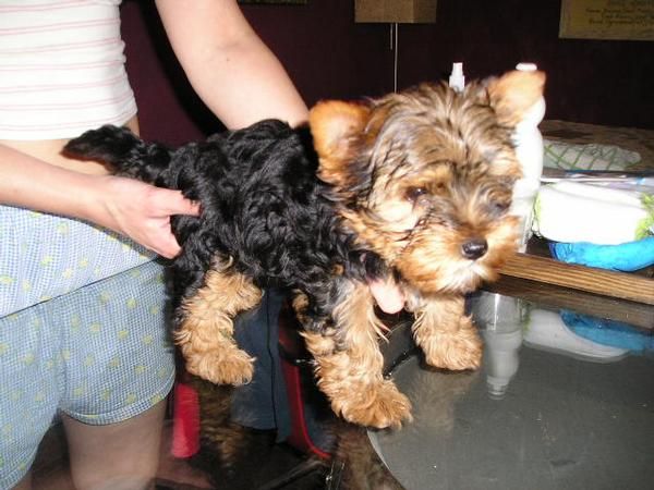 YORKSHIRE TERRIER MINI