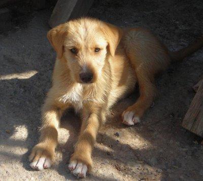 BRUNO, cachorro de 3 meses en adopción