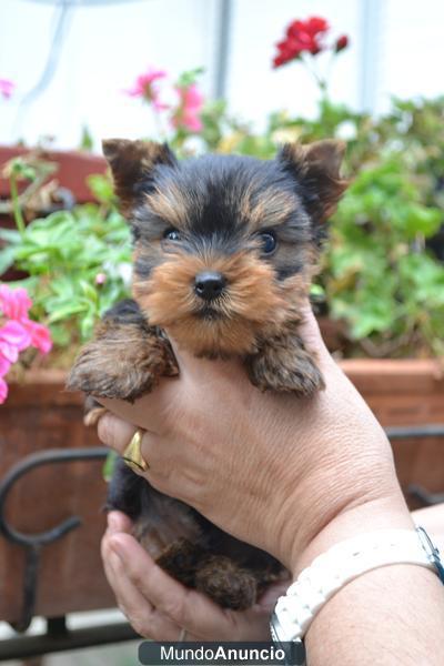 CACHORRO YORKSHIRE TERRIER TOY