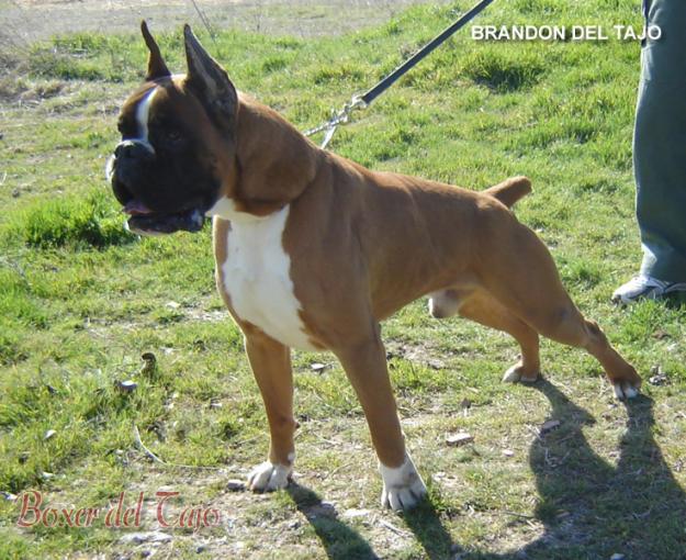 Cachorros boxer con pedigree