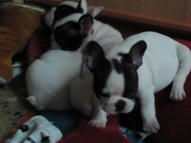 cachorros de bulldog frances