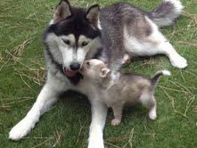 Cachorros de husky de Pirena