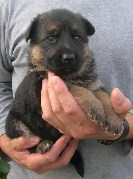 Cachorros de Pastor aleman con pedigree de la RSCE