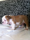 excelente camada bulldog ingles pedigre campeones - mejor precio | unprecio.es