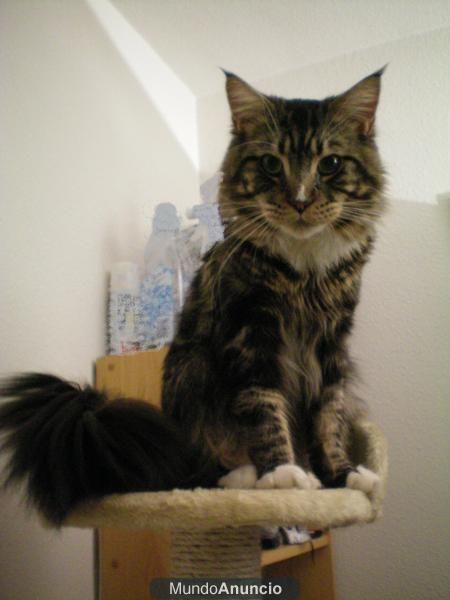 maine coon para montas