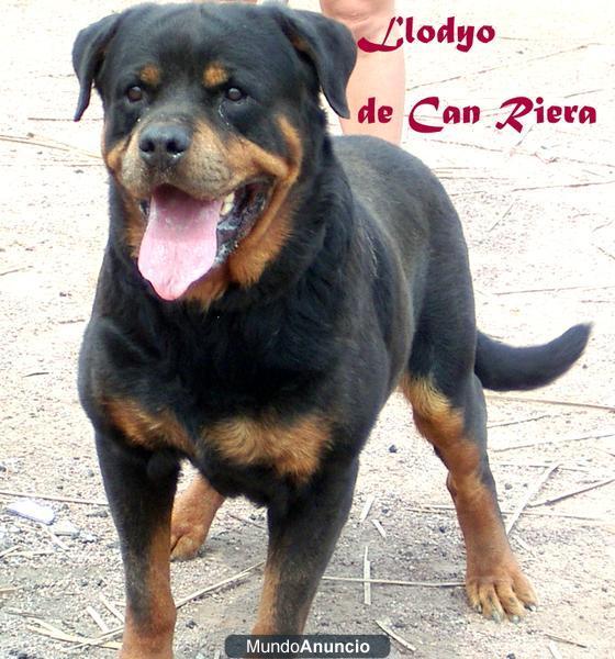 NO PIERDAS ESTA OPROTUNIDAD!! EXCEPCIONAL CAMADA DE ROTTWEILERS!