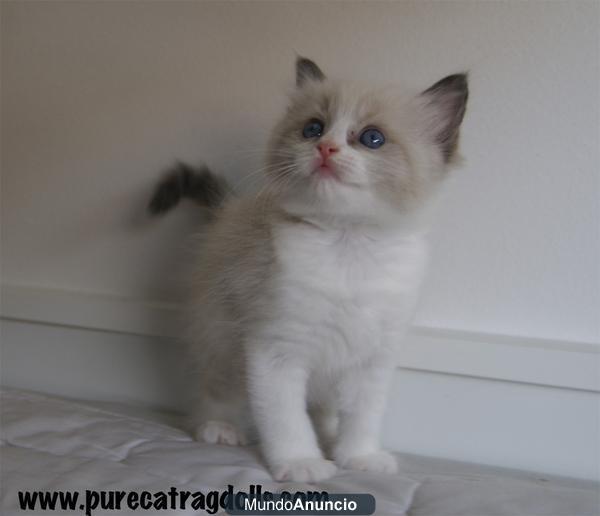 Ragdoll en Venta