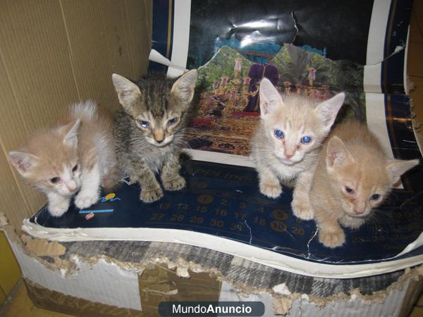 regalo gatitos de tres semanas encontrados