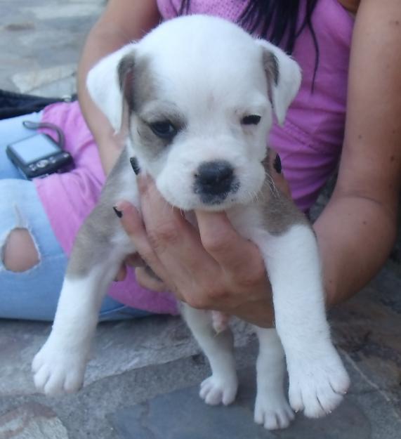 SE VENDE CACHORRO (MACHO)