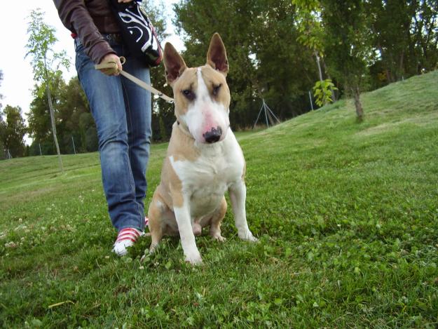 vendo bull terrier