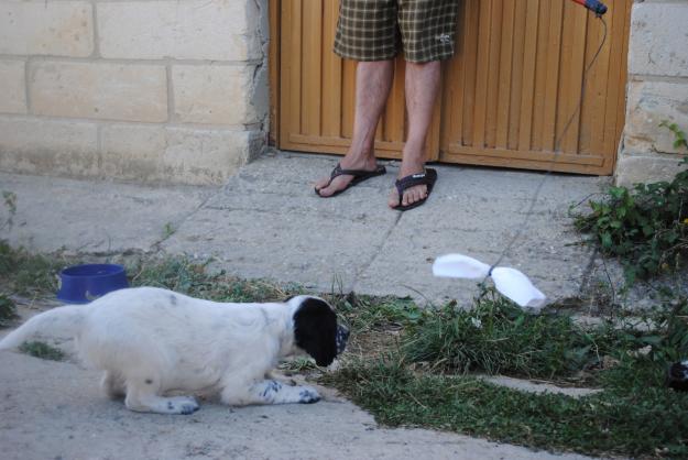 VENDO CACHORROS SETTER INGLÉS