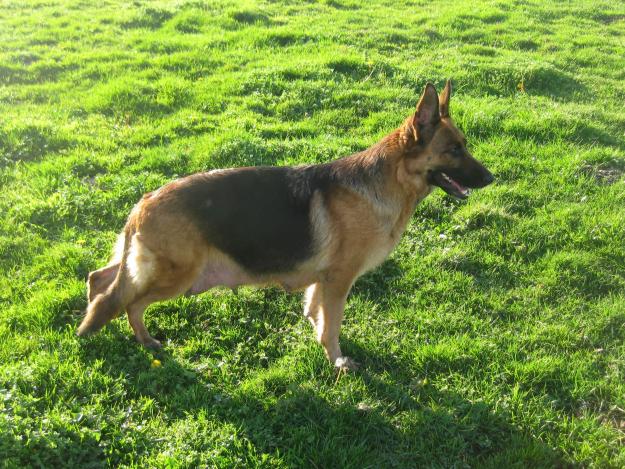 Cachorra de Pastor Alemán