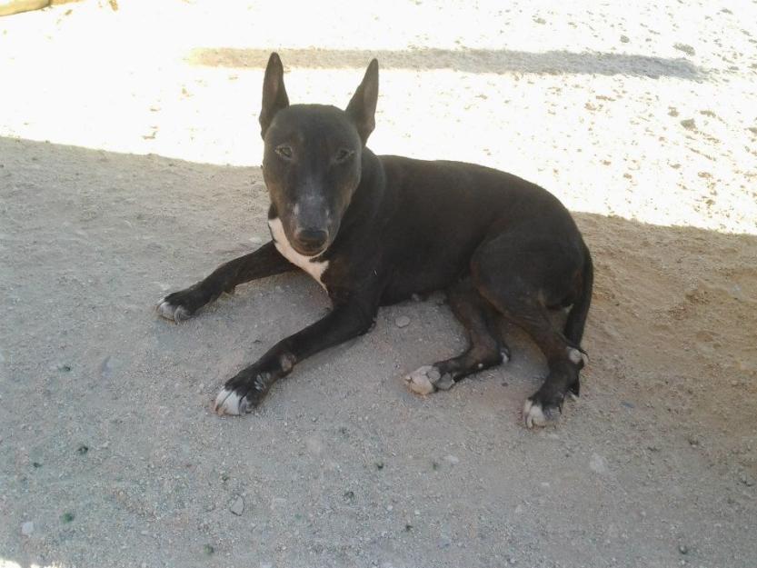 Tattva bull terrier en adopción