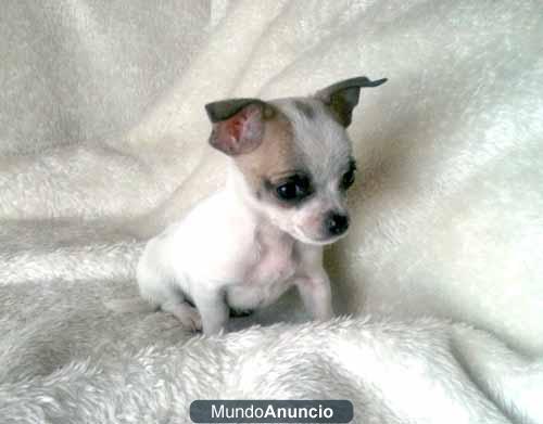 Busca un chihuahua miniatura de calidad ente micachorrito.com