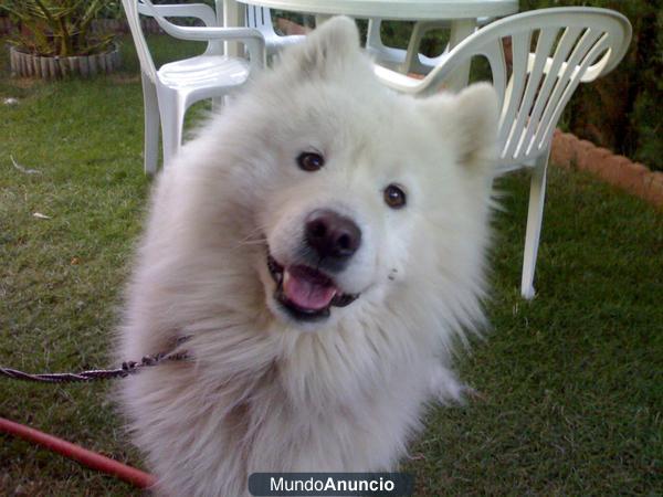 busco hembra samoyedo para monta