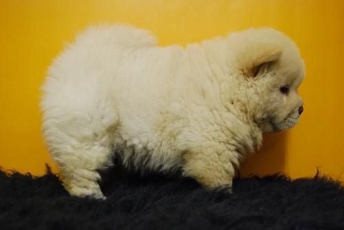 cachorros de chow chow, color blanco, camada de machso y hembras