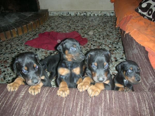 CACHORROS DOBERMANN