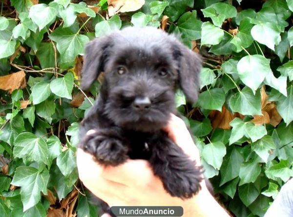 Cachorros Schnauzer Mini