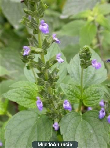 CHIA en semillas (Salvia hispanica) - OMEGA 3