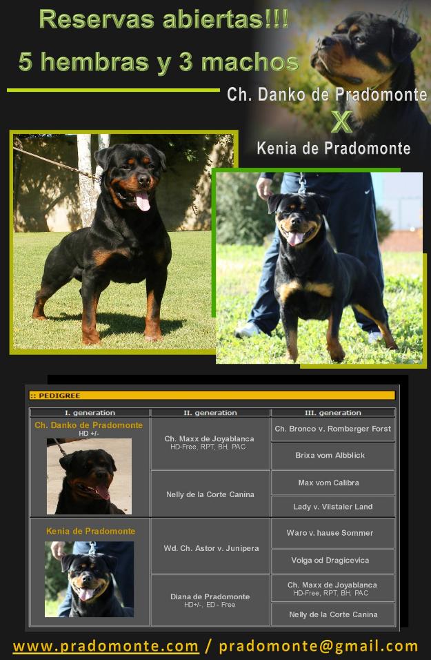 Excelente camada de rottweiler