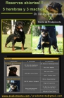 Excelente camada de rottweiler - mejor precio | unprecio.es