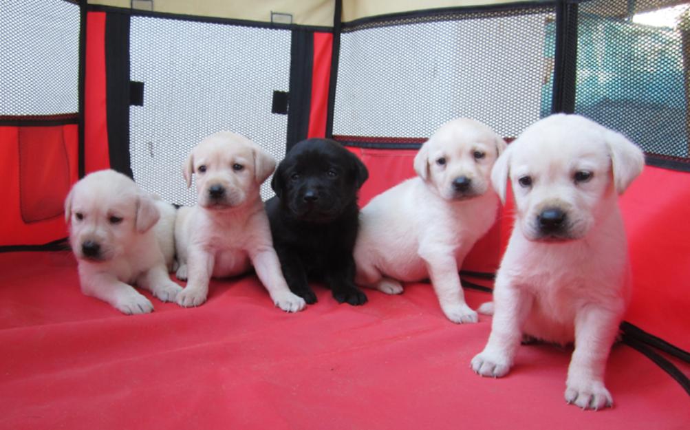 Labradores magnifica camada en oferta cachorros negros y dorados.