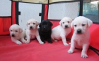 Labradores magnifica camada en oferta cachorros negros y dorados. - mejor precio | unprecio.es