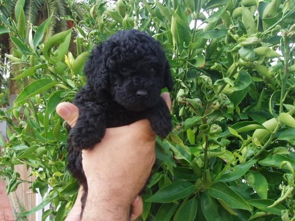 Lindos cachorritos de Caniches toy  de verdad!!