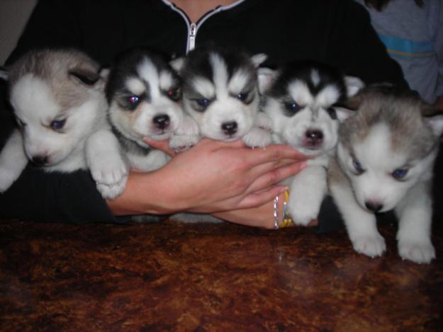 regalo camada de huskies siberianos