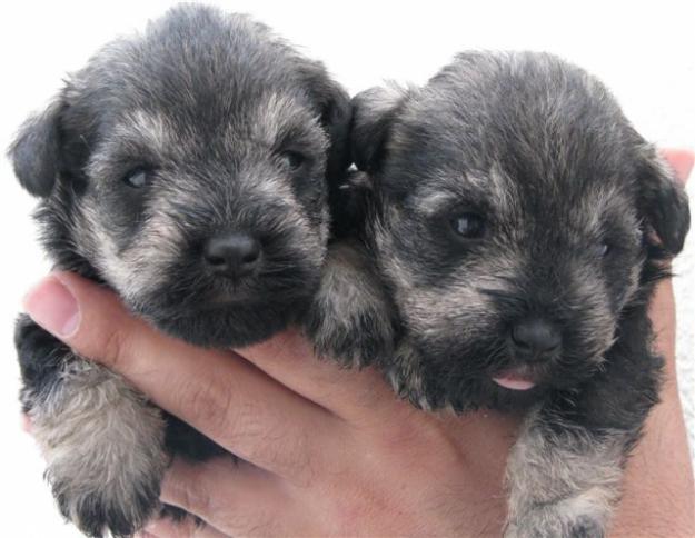 schnauzer miniatura sal y pimienta, cachorros, 450 euros.