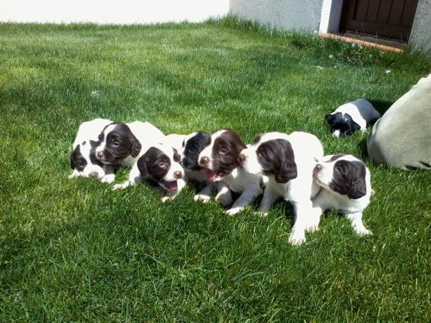 Springer spaniel ingles con pedigree