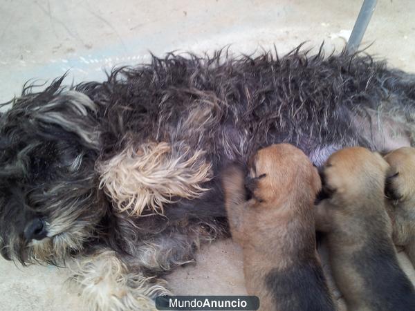 Vendo camada de schnauzer mini criados en casa muy economicos hay para elegir