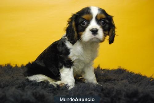 Cavalier king¡¡ dos meses,  4 cachorros, fotos actuales, www.doogs.es