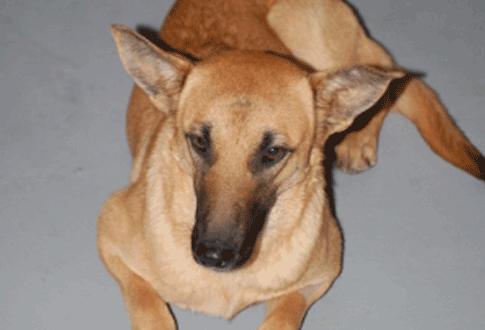 Adopta a Naila