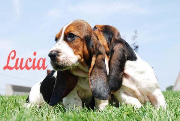 Basset Hound,  Increibles cachorros de pùra raza