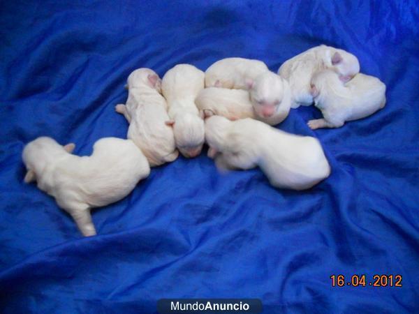 BICHON MALTES DEL AFIJO VALLEDELZAR PEDIGREE LOE