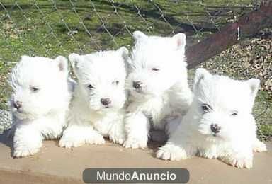 cachorritos WESTY