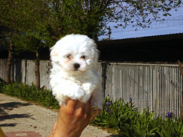 CACHORROS DE BICHON MALTES