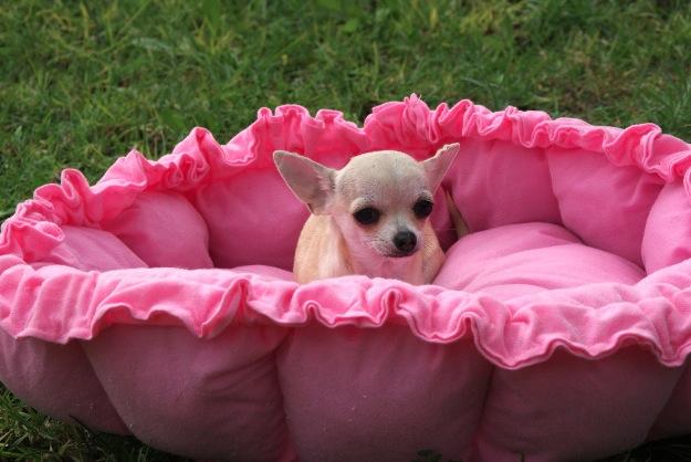 Chihuahua hembra