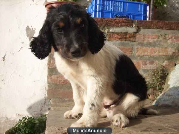 Regalo Cachorrito de Cocker Spaniel