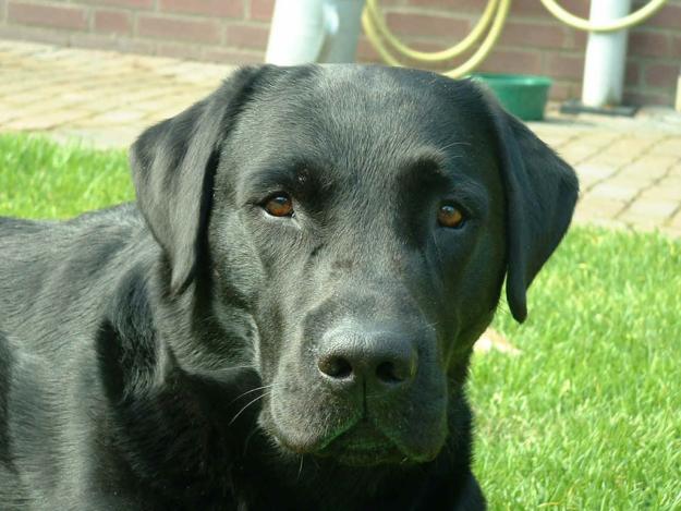 Regalo un perro labrador