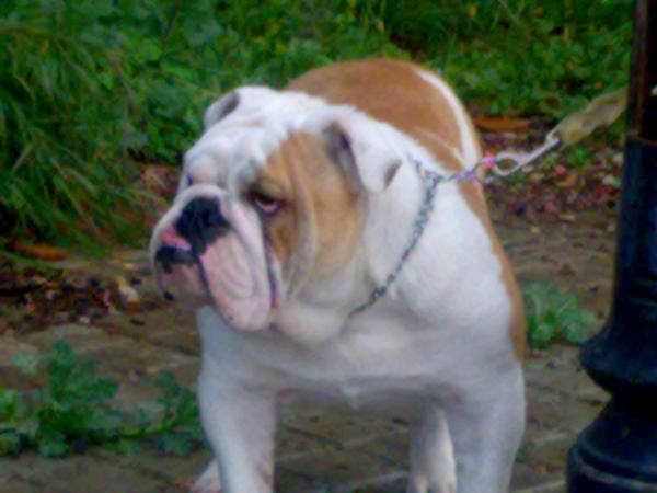 ventas de bulldog ingles en sevilla