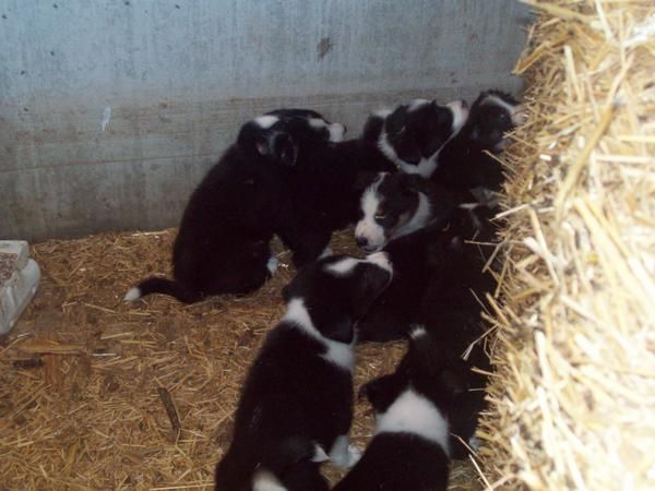 border collie