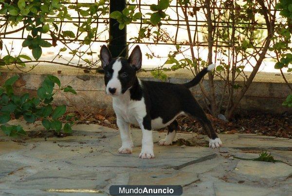 Cachorrita de Bull terrier Miniatura