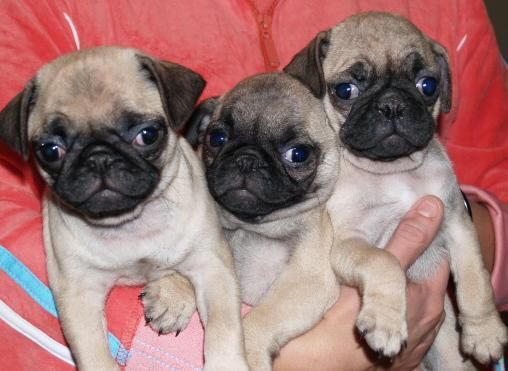 Cachorros de Carlino, los vendo a buen precio