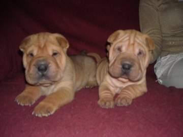 Cachorros de Shar-pei